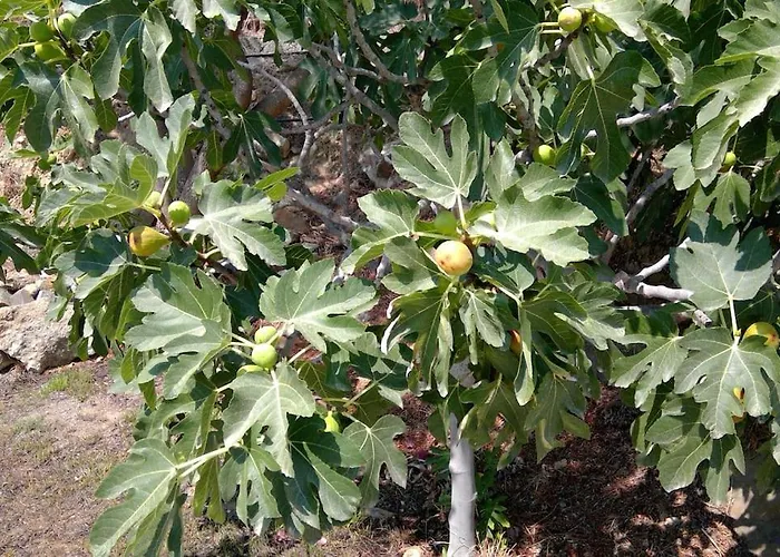 Frangipani With Large Private Pool, Rhodes فيلة لاردوس