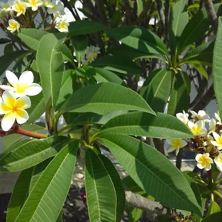 Frangipani With Large Private Pool, Rhodes * 拉多斯