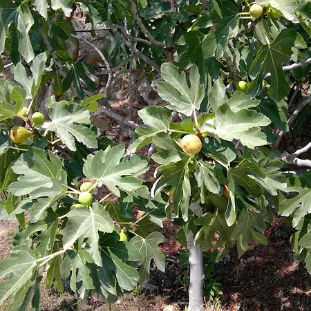 Frangipani With Large Private Pool, Rhodes Villa Lardos