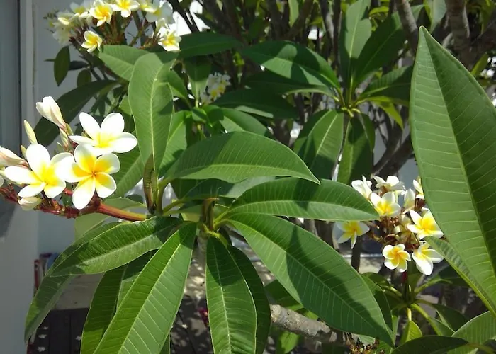 Frangipani With Large Private Pool, Rhodes * ラルドス